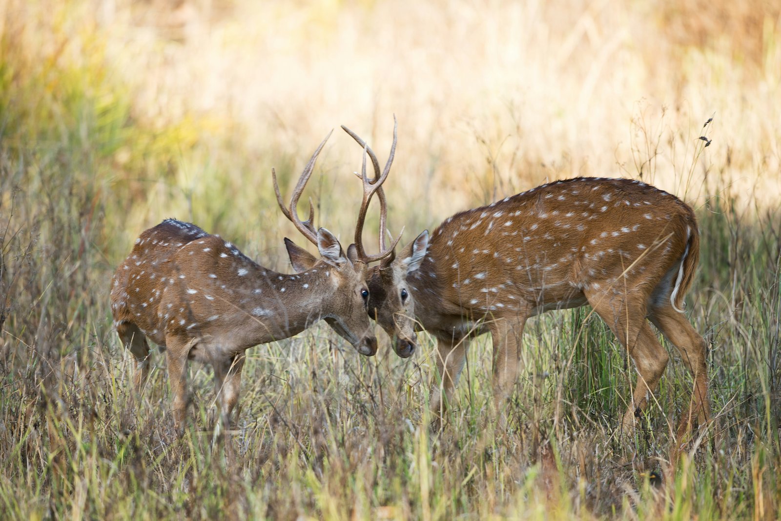 Kanha Wildlife Escape - 3 Days / 2 Nights