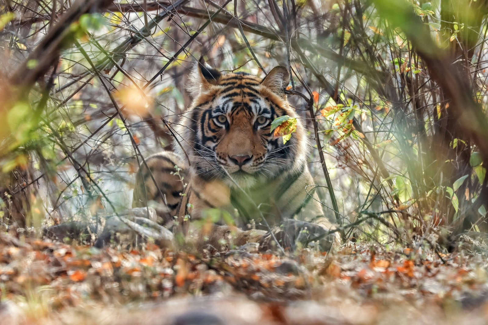 Ranthambore Luxury Tiger Retreat - 5 Days / 4 Nights