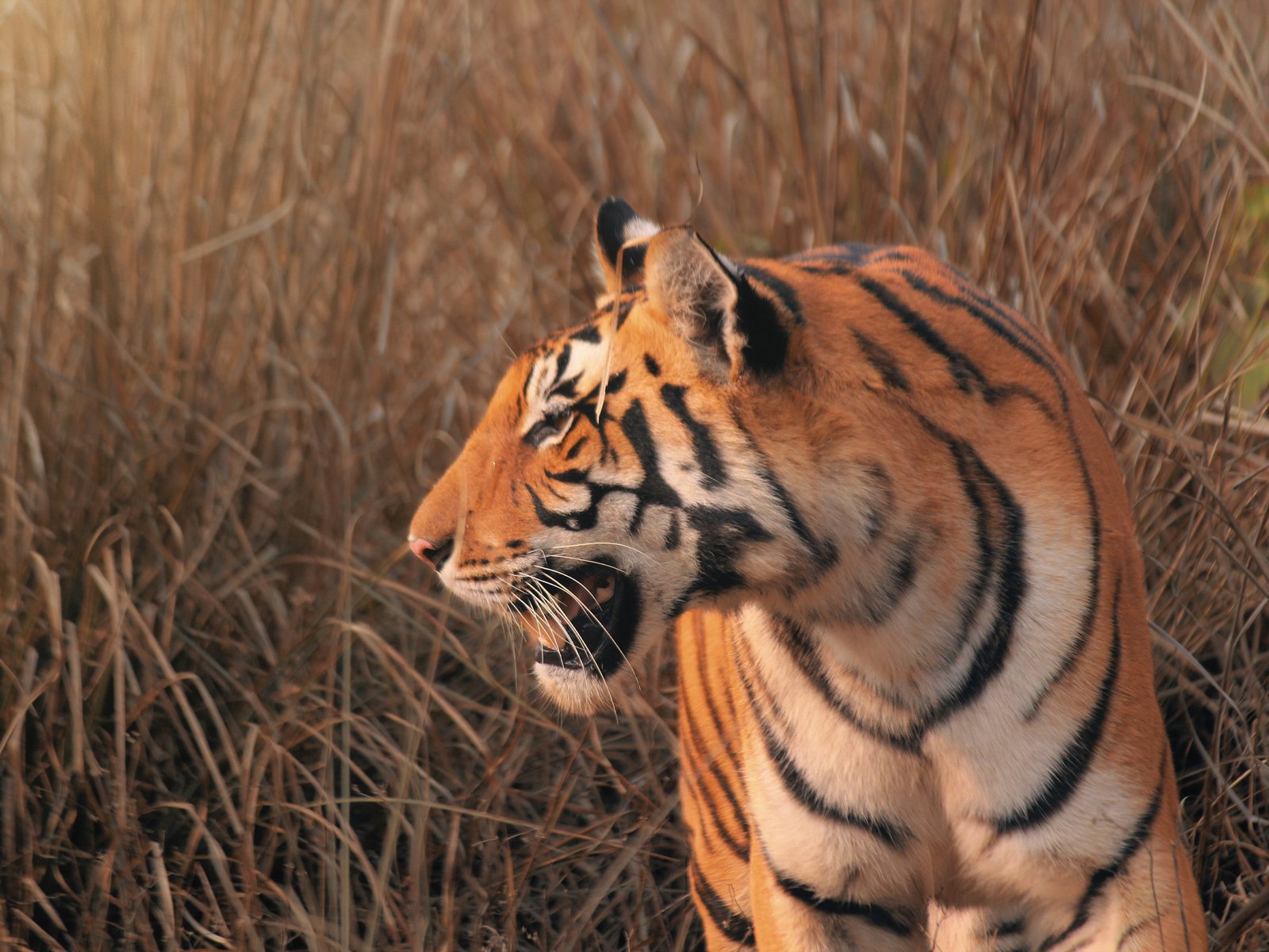 Kanha Luxury Wildlife Retreat - 5 Days / 4 Nights