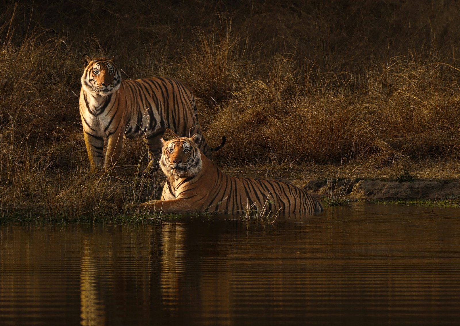 Bandhavgarh Luxury Tiger Retreat - 5 Days / 4 Nights