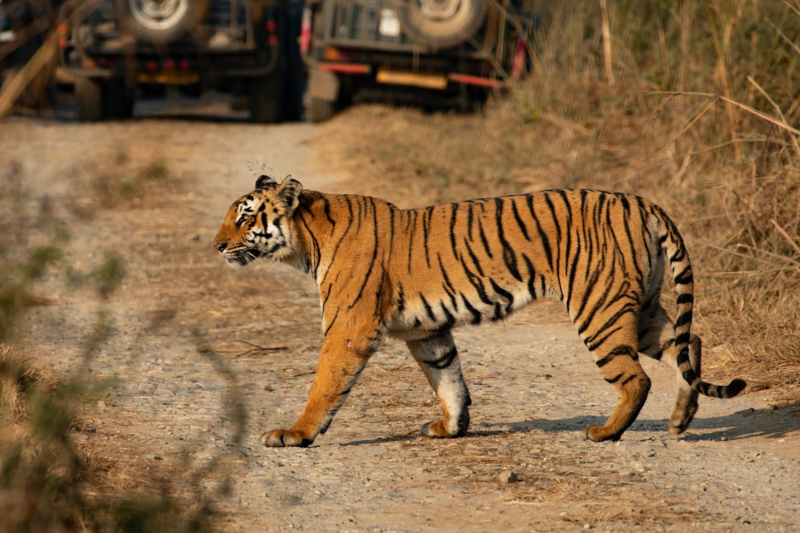 Jim Corbett - 2D1N