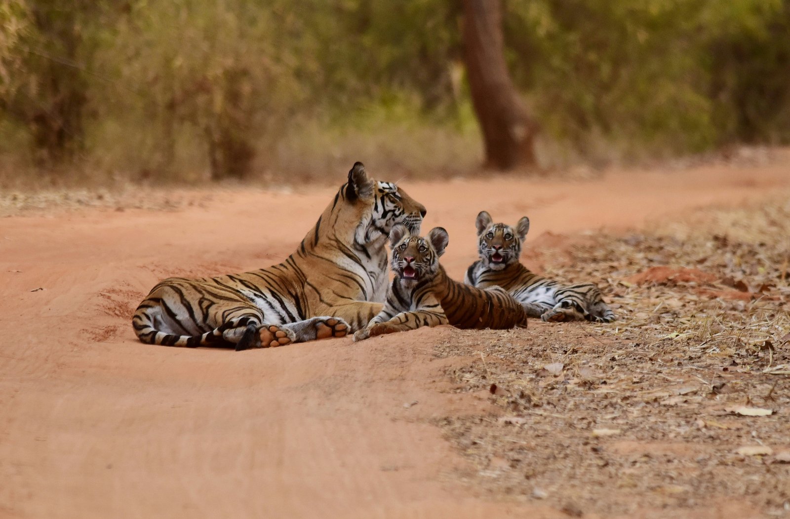 Bandhavgarh Wildlife Escape - Tiger Safari Adventure