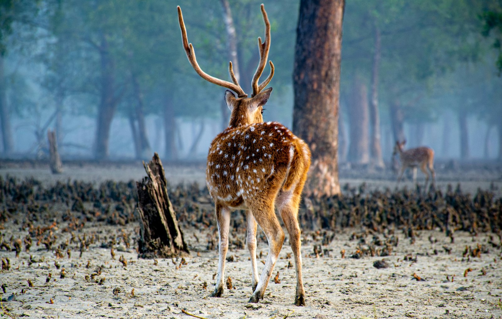 Sundarbans Luxury Mangrove Retreat - 5 Days / 4 Nights