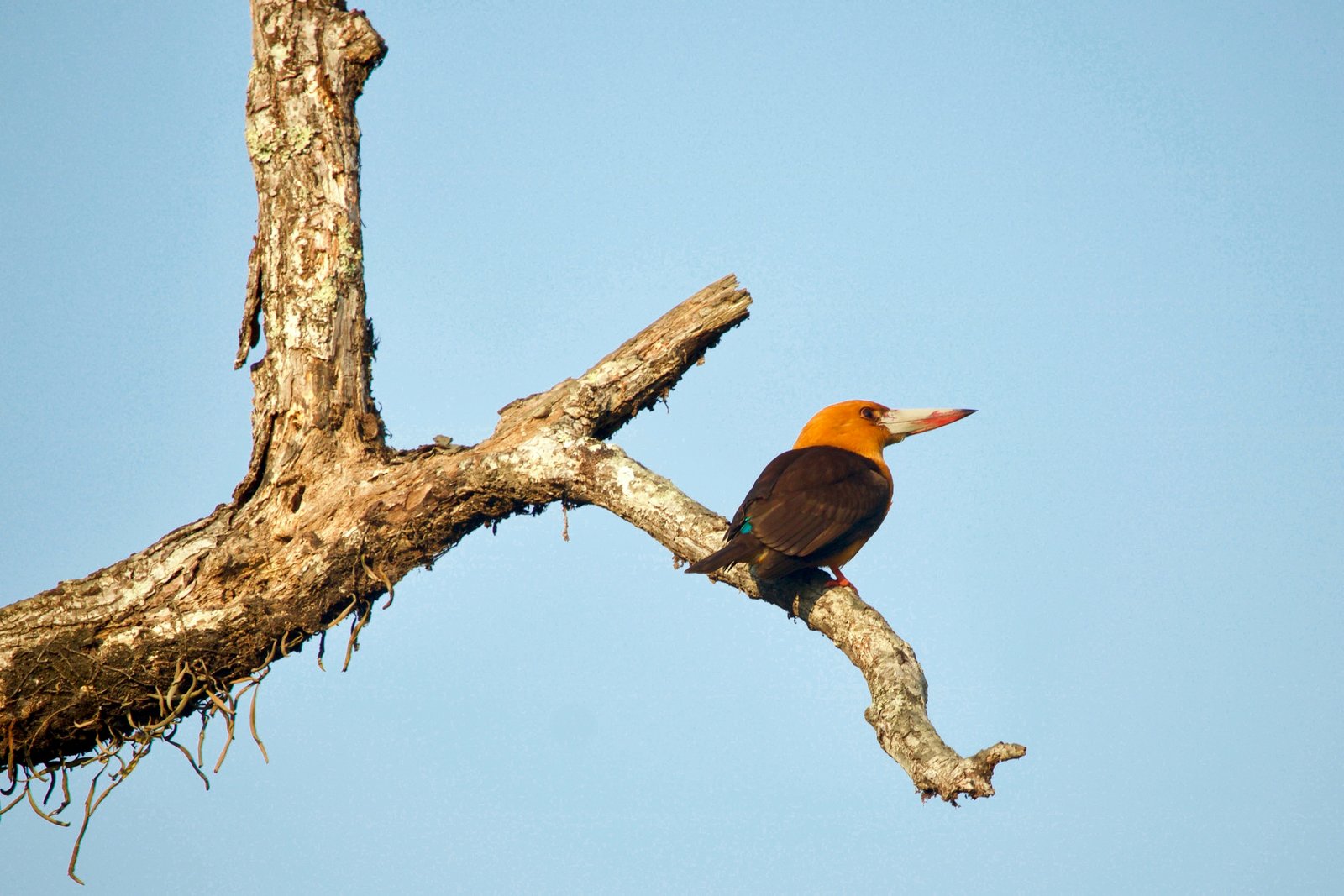 Sundarbans Wildlife Escape - 3 Days / 2 Nights