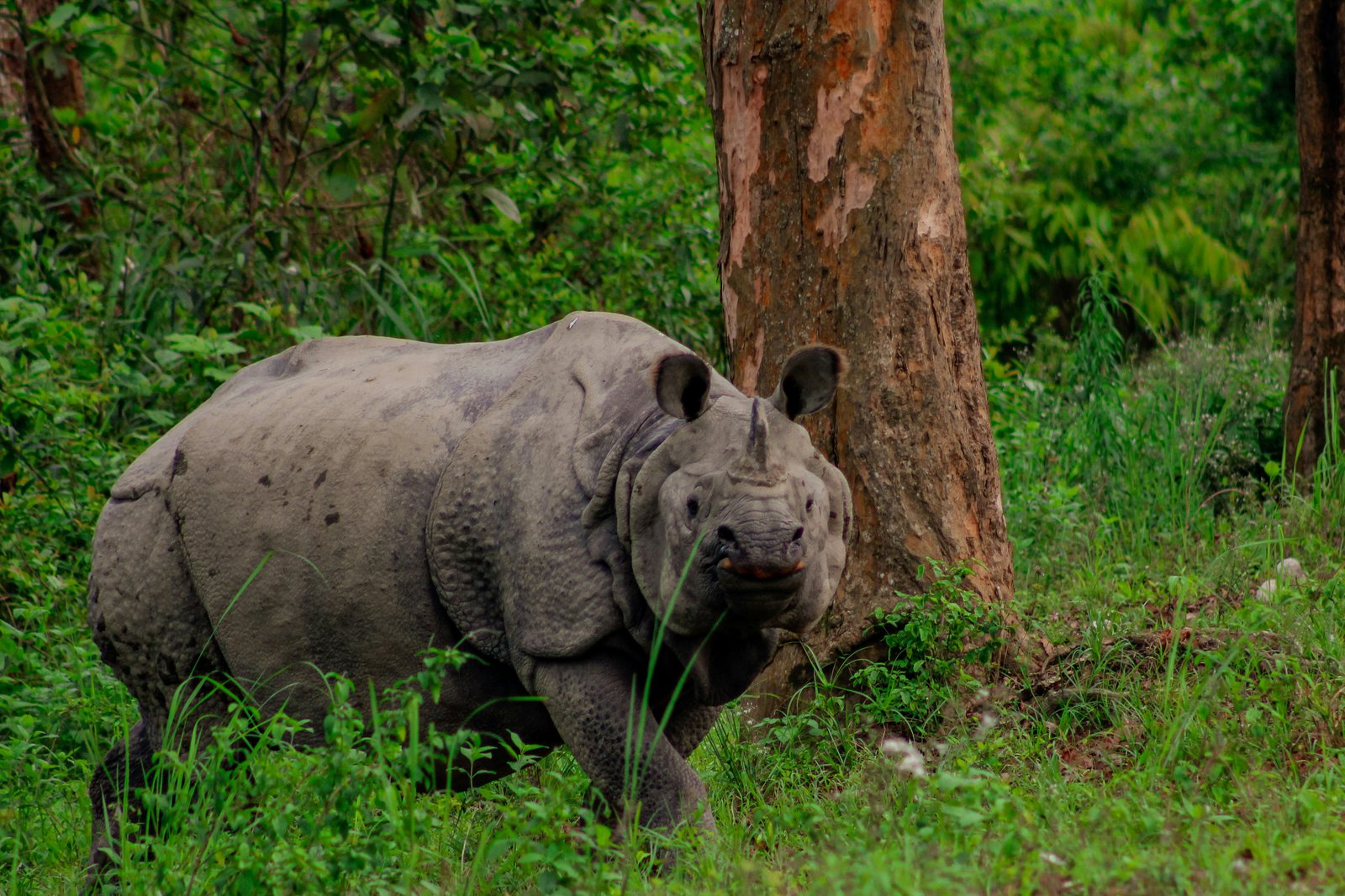 Kaziranga Luxury Wildlife Retreat - 5 Days / 4 Nights